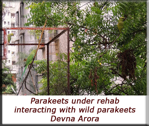 Devna Arora - Interacting with wild parakeets